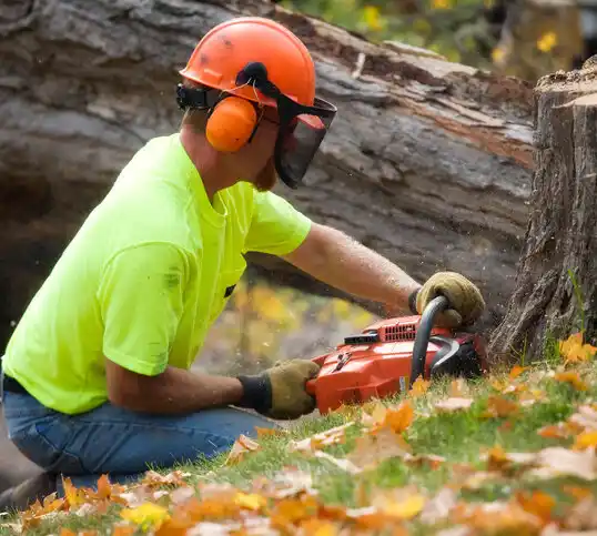 tree services Miller Place